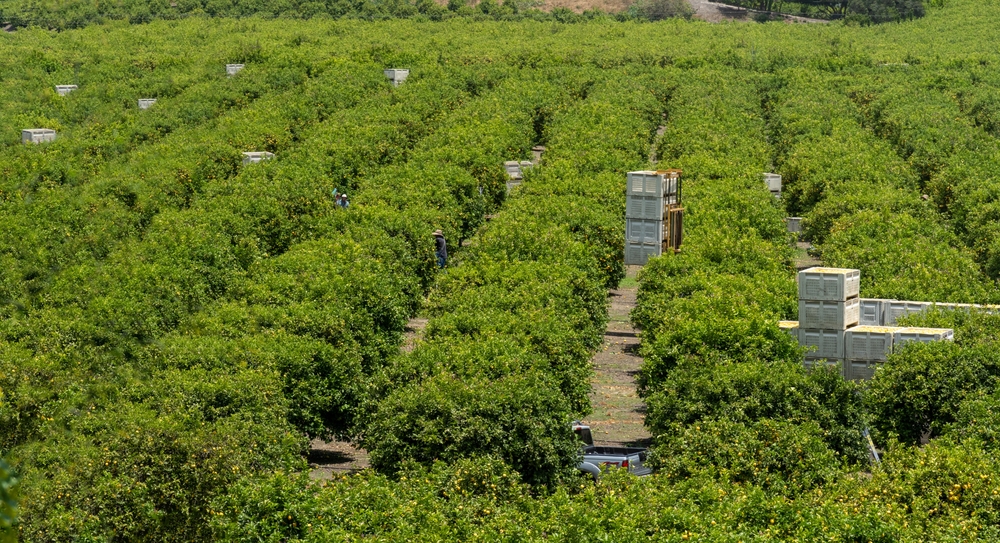 Panorama,Of,Commercial,Citrus,Lemon,Harvest,Farm,With,Migrant,Workers,